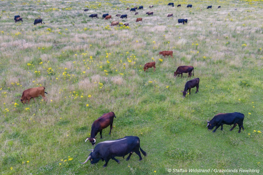 Large herd of grazing tauros